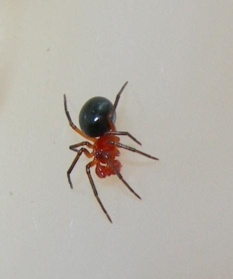 small spider with red legs